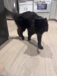 Reunited Unknown Cat last seen 218th st, Maple Ridge, Maple Ridge, BC 