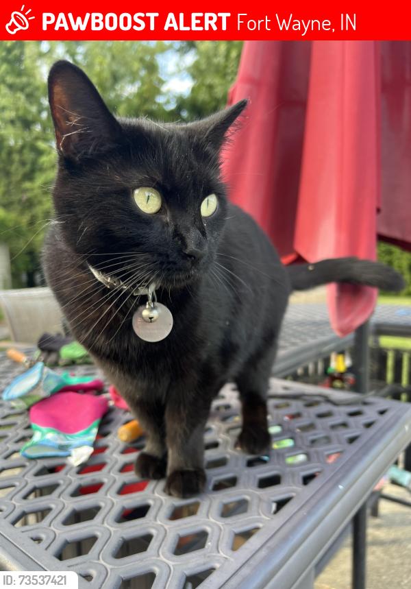Lost Female Cat last seen West central neighborhood, Fort Wayne, IN 46802