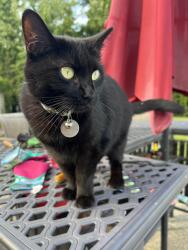 Lost Female Cat last seen West central neighborhood, Fort Wayne, IN 46802
