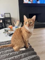 Lost Male Cat last seen E Twain Ave between S. Monte Verde & S. Barcelona, Las Vegas, NV 89121