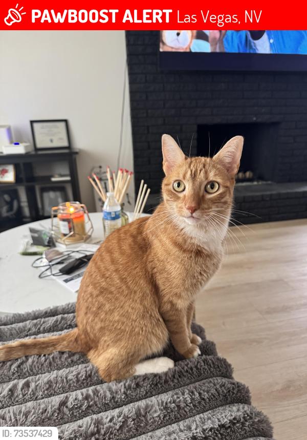 Lost Male Cat last seen E Twain Ave between S. Monte Verde & S. Barcelona, Las Vegas, NV 89121