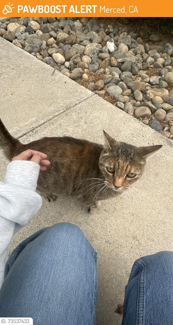 Found/Stray Unknown Cat last seen Found walking by the neighborhood, said that she's been in the area for a while, Merced, CA 95348