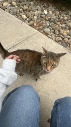 Found/Stray Unknown Cat last seen Found walking by the neighborhood, said that she's been in the area for a while, Merced, CA 95348