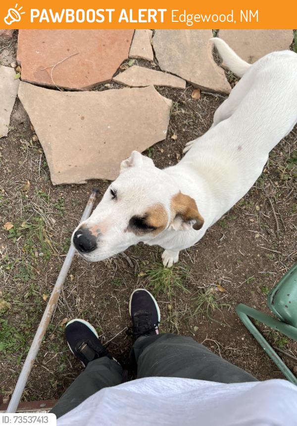 Found/Stray Female Dog last seen Martinez Road west. Edgewood NM, Edgewood, NM 87015