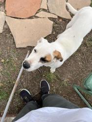 Found/Stray Female Dog last seen Martinez Road west. Edgewood NM, Edgewood, NM 87015