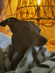 Lost Female Dog last seen Near sw 70 St, South Miami, FL 33143