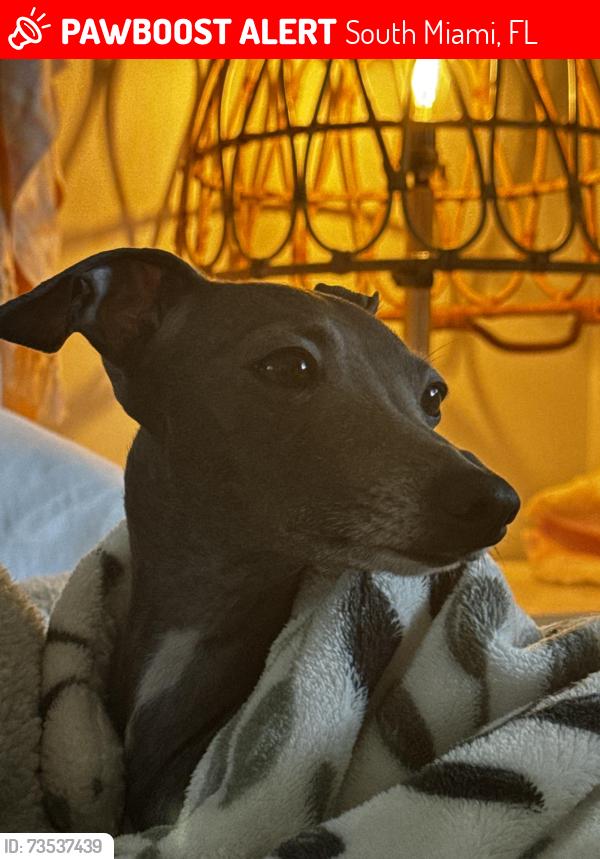 Lost Female Dog last seen Near sw 70 St, South Miami, FL 33143
