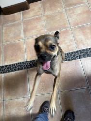 Reunited Female Dog last seen Rapp lane where the street ends up in the hill, Talent, OR 97540