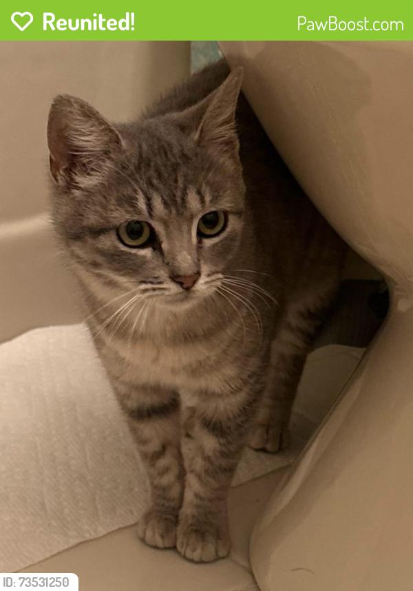 Reunited Female Cat last seen Crossbow & Morningstar, Faircloud, Edmond, OK 73034