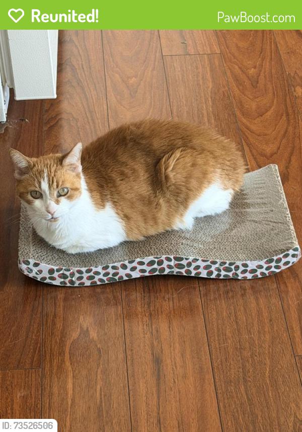 Reunited Female Cat last seen flt Rock Creek Subdivision, Fortville, IN 46040