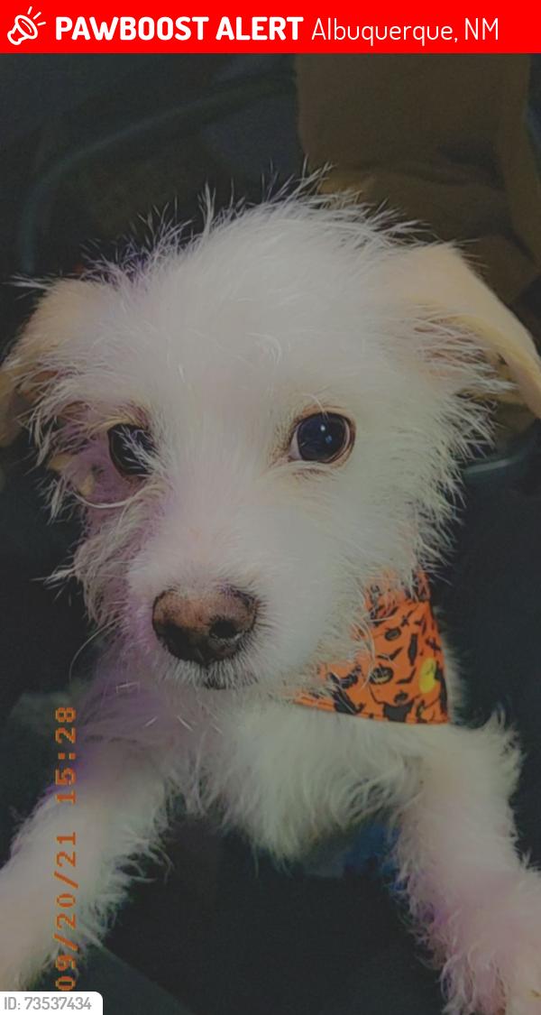 Lost Male Dog last seen Unser & St. Joseph, Albuquerque, NM 87120
