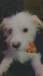 Lost Male Dog last seen Unser & St. Joseph, Albuquerque, NM 87120