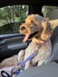 Reunited Female Dog last seen Lavender, Columbia, MO 65203