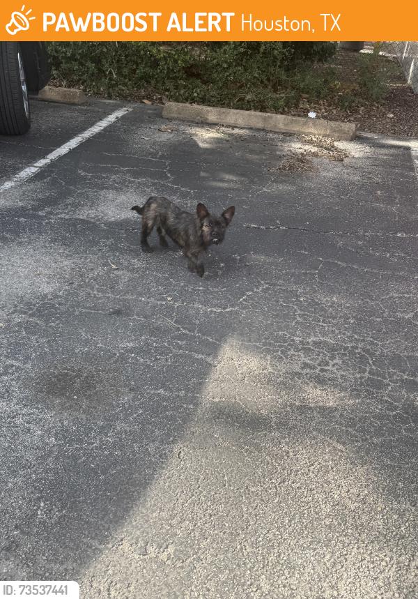 Found/Stray Male Dog last seen Parking lot, Houston, TX 77092