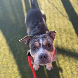 Shelter Stray Female Dog last seen , Animal Care & Control Team of Philly, 111 W Hunting Park Ave, Philadelphia, PA 19140, USA