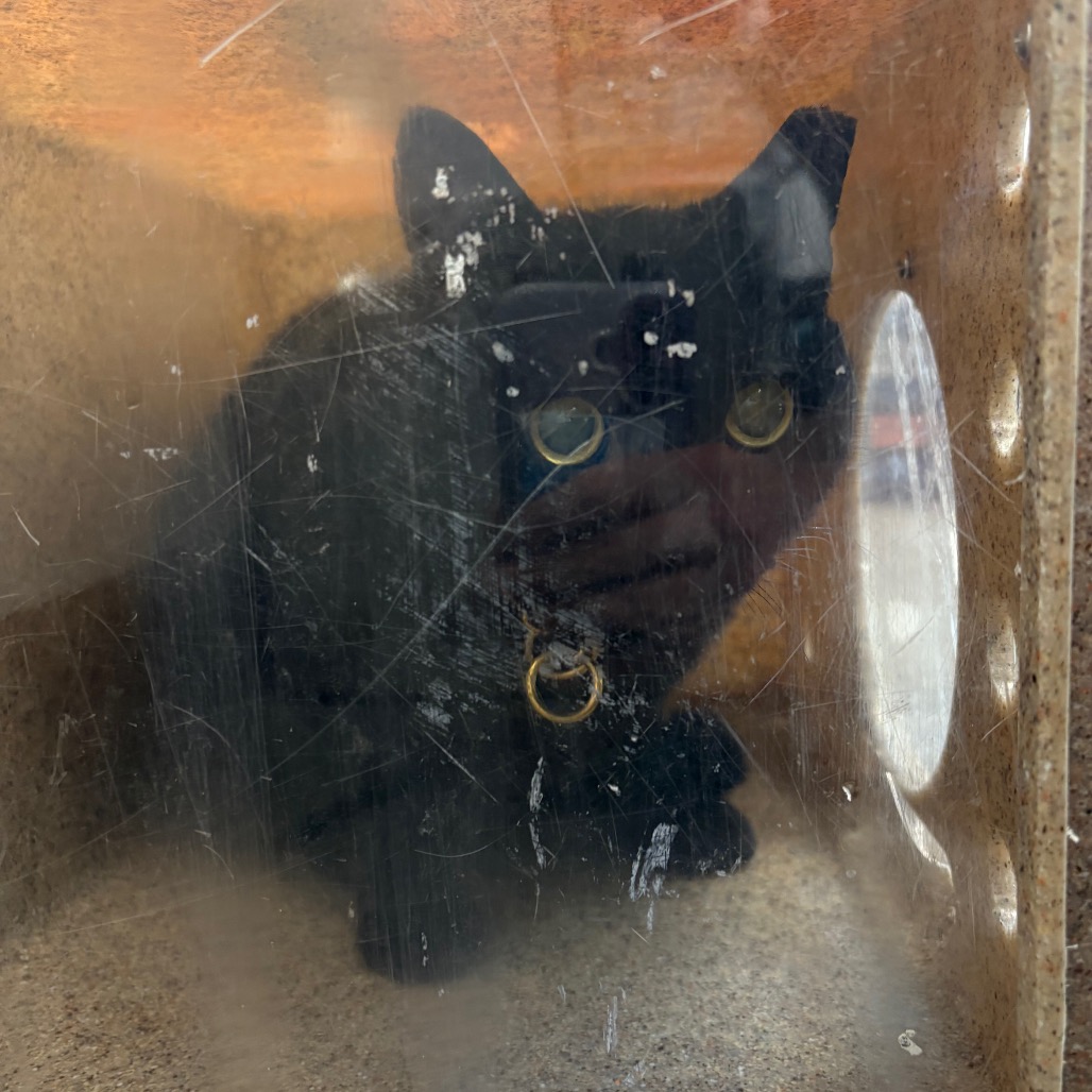 Shelter Stray Female Cat last seen , Animal Care & Control Team of Philly, 111 W Hunting Park Ave, Philadelphia, PA 19140, USA