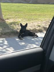 Found/Stray Unknown Dog last seen Sagecrest Park in the back (deadend), San Jacinto, CA 92582