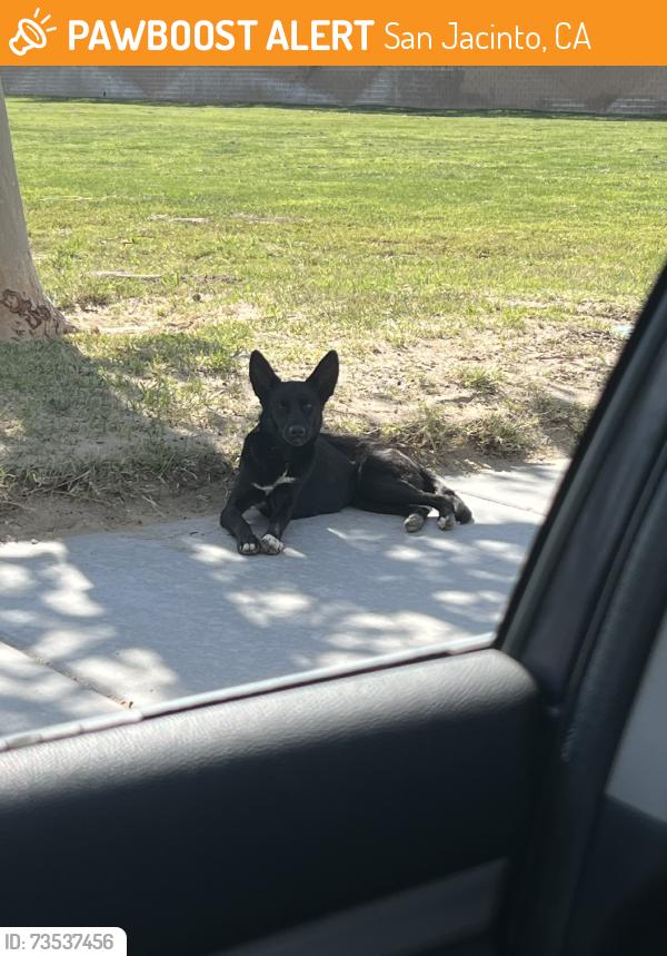 Found/Stray Unknown Dog last seen Sagecrest Park in the back (deadend), San Jacinto, CA 92582