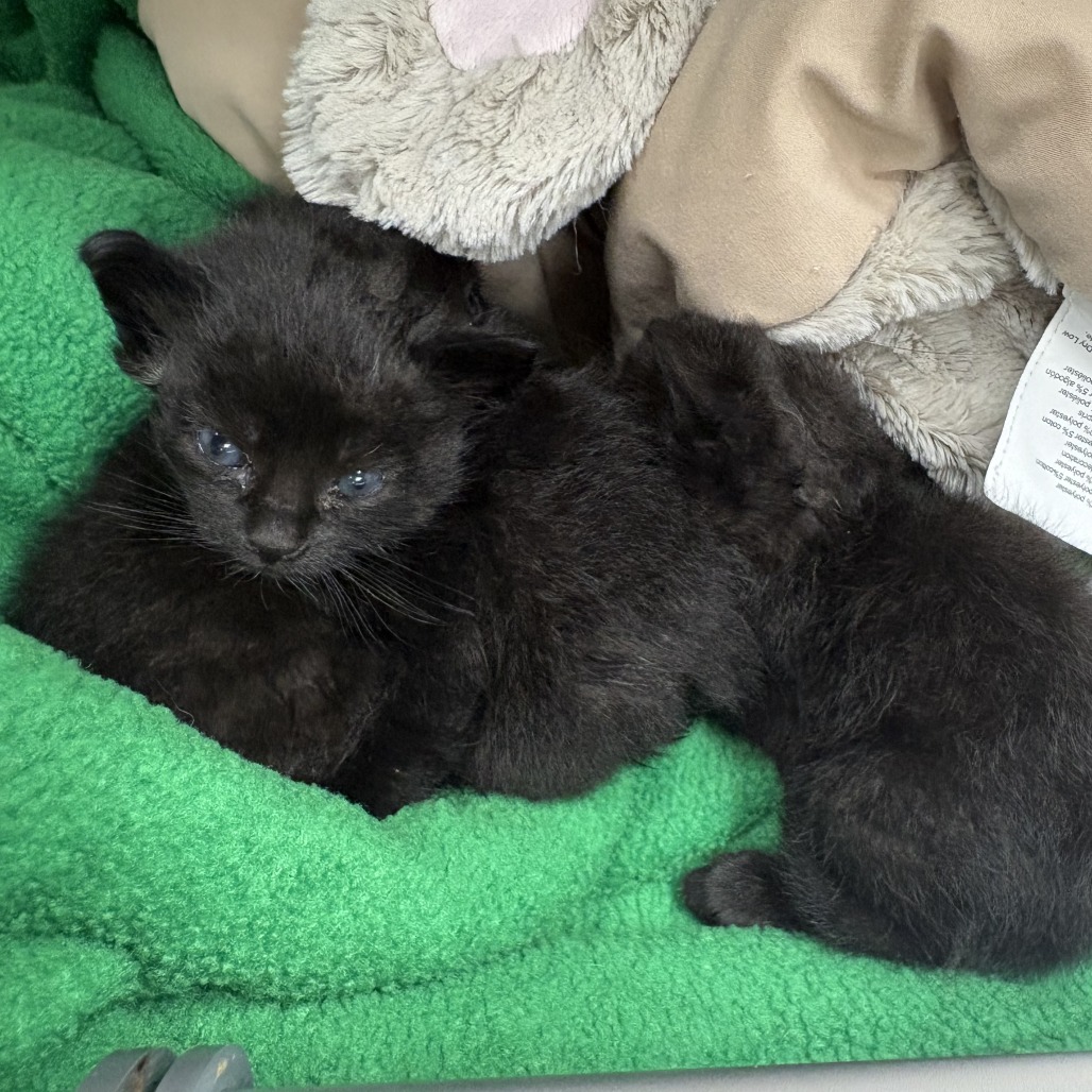 Shelter Stray Male Cat last seen , 1013 Garfield St, Oak Park, IL 60304, USA
