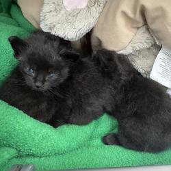 Shelter Stray Male Cat last seen , 1013 Garfield St, Oak Park, IL 60304, USA