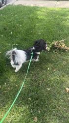 Lost Male Dog last seen Near and Kilbourn, Chicago, IL 60629