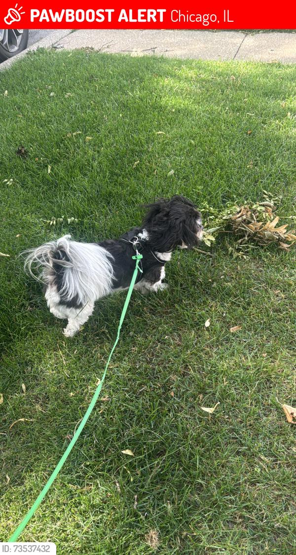 Lost Male Dog last seen Near and Kilbourn, Chicago, IL 60629