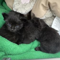 Shelter Stray Female Cat last seen , 1013 Garfield St, Oak Park, IL 60304, USA