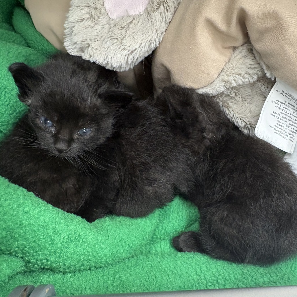 Shelter Stray Female Cat last seen , 1013 Garfield St, Oak Park, IL 60304, USA