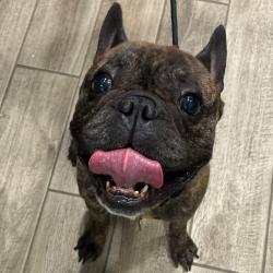 Shelter Stray Male Dog last seen , 1013 Garfield St, Oak Park, IL 60304, USA