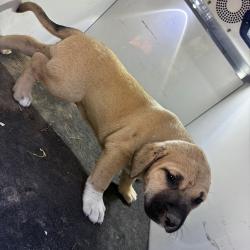Shelter Stray Female Dog last seen , 901 N Haverty St, Pine Bluff, AR 71601, USA