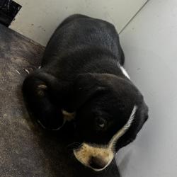 Shelter Stray Male Dog last seen , 901 N Haverty St, Pine Bluff, AR 71601, USA
