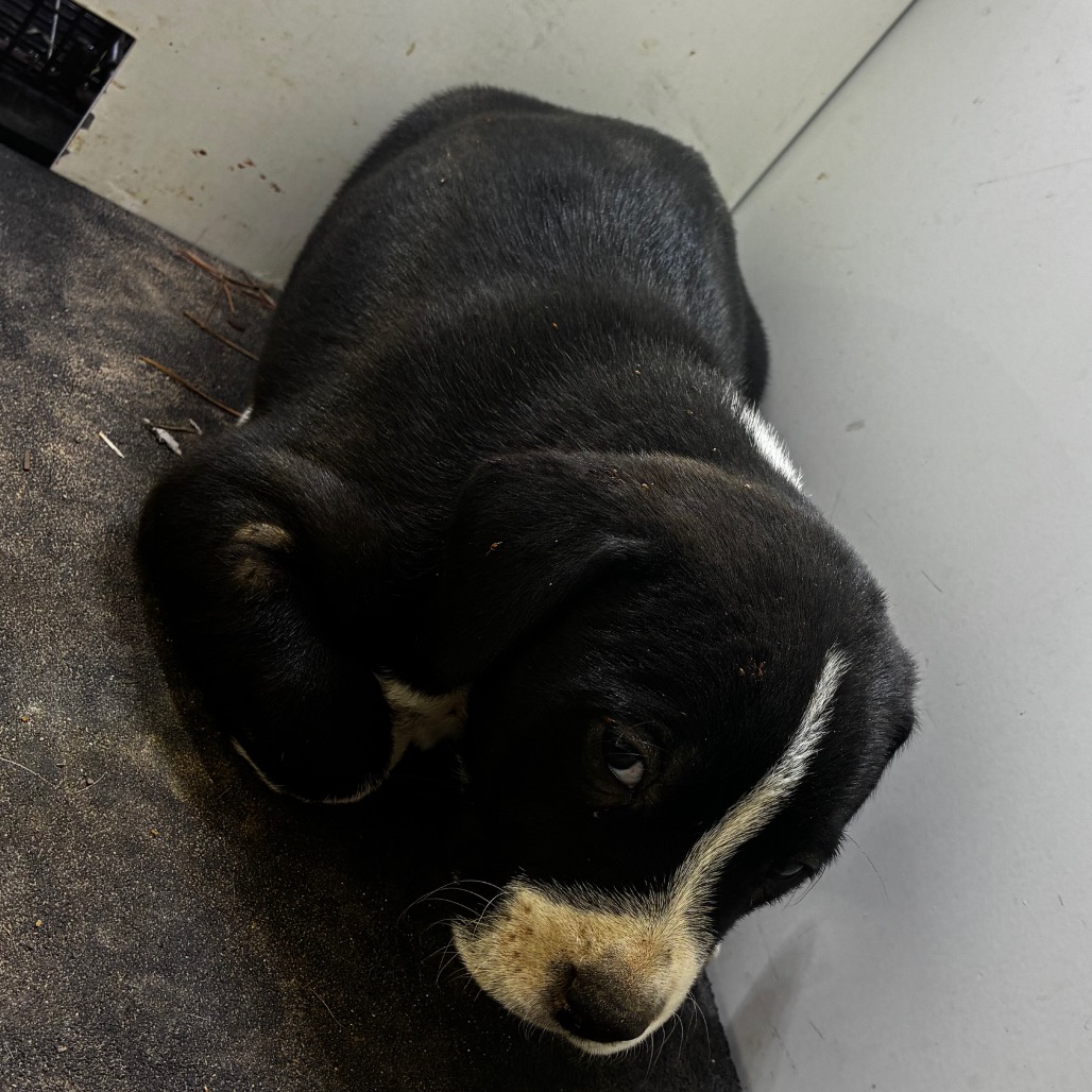 Shelter Stray Male Dog last seen , 901 N Haverty St, Pine Bluff, AR 71601, USA