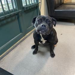 Shelter Stray Female Dog last seen , 361 S Raymond Ave, Pasadena, CA 91105, USA