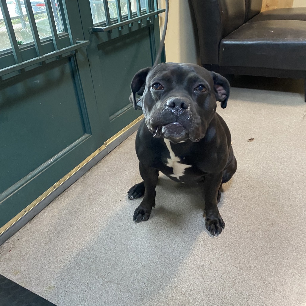 Shelter Stray Female Dog last seen , 361 S Raymond Ave, Pasadena, CA 91105, USA