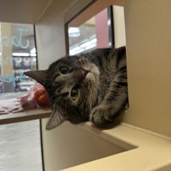 Shelter Stray Male Cat last seen , 361 S Raymond Ave, Pasadena, CA 91105, USA
