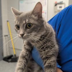 Shelter Stray Female Cat last seen , 328 Furman Hall Rd, Greenville, SC 29609, USA