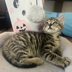 Shelter Stray Male Cat last seen , 328 Furman Hall Rd, Greenville, SC 29609, USA