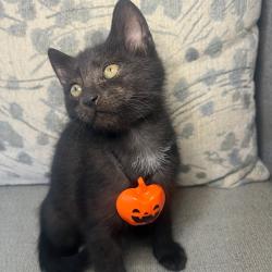 Shelter Stray Male Cat last seen , 328 Furman Hall Rd, Greenville, SC 29609, USA