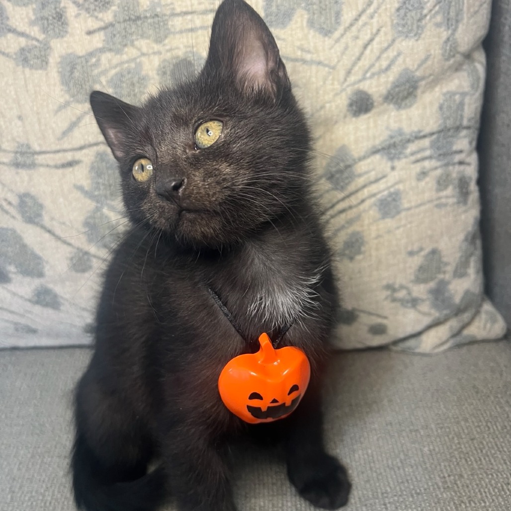 Shelter Stray Male Cat last seen , 328 Furman Hall Rd, Greenville, SC 29609, USA