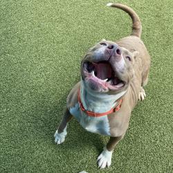 Shelter Stray Female Dog last seen , 980 Guilford College Rd, Greensboro, NC 27409, USA