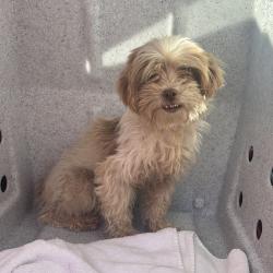 Shelter Stray Unknown Dog last seen , 124 Evergreen Ave, Newark, NJ 07114, USA
