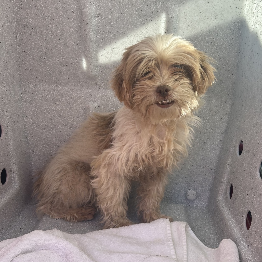 Shelter Stray Unknown Dog last seen , 124 Evergreen Ave, Newark, NJ 07114, USA