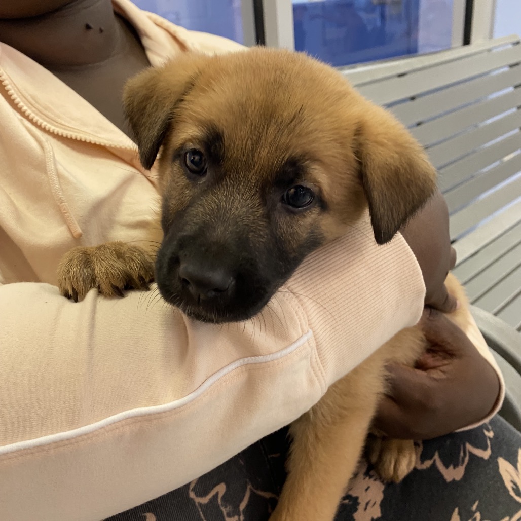 Shelter Stray Female Dog last seen , 2350 Appling City Cove, Memphis, TN 38133, USA