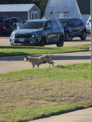Found/Stray Female Dog last seen W Kilpatrick Ave, Cleburne, TX 76033