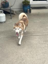 Found/Stray Male Dog last seen Eastern and Ione, Sacramento, CA 95864