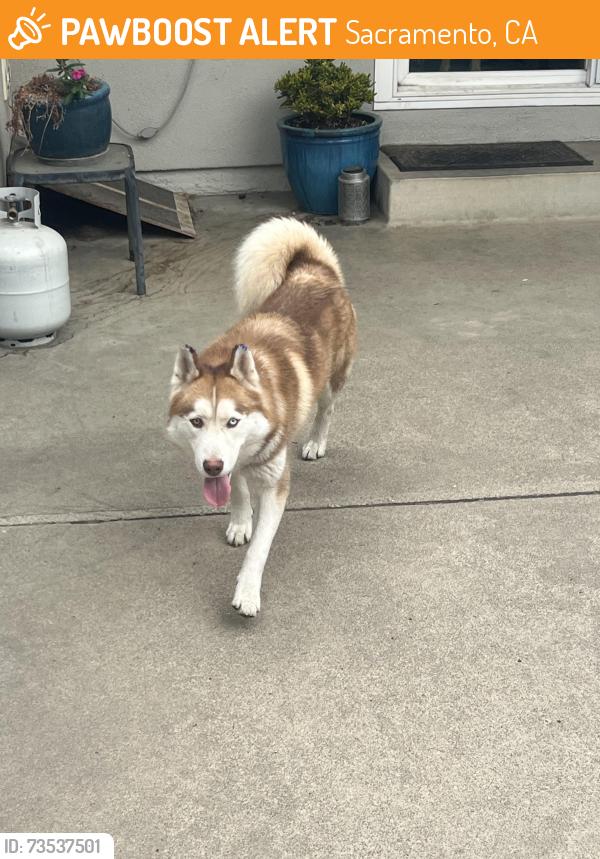 Found/Stray Male Dog last seen Eastern and Ione, Sacramento, CA 95864
