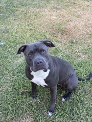 Reunited Female Dog last seen Near mason ln waxahachie tx, Waxahachie, TX 75167
