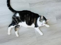Lost Male Cat last seen Ellington Way and Bristol Lane, Chino Hills CA, Chino Hills, CA 91709
