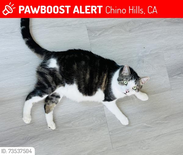Lost Male Cat last seen Ellington Way and Bristol Lane, Chino Hills CA, Chino Hills, CA 91709