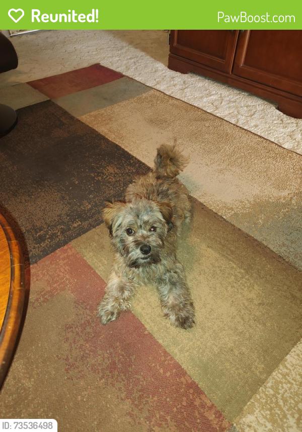 Reunited Female Dog last seen 92st avenue and Camelback, Glendale, AZ 85037